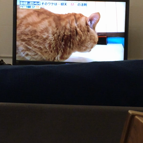 ピョコの画像