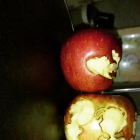 りんごスヌーピーとりんごピーナッツ：動画の画像