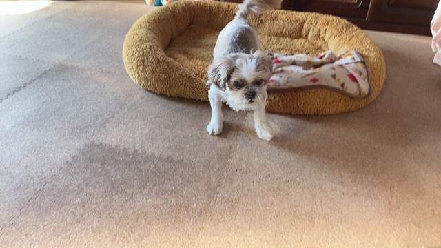 我が家のシニア犬  小鉄のことの記事動画