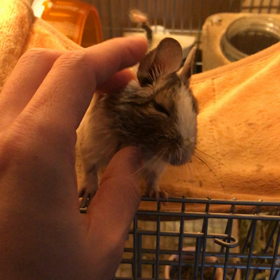 おこめさんをくすぐるだけの動画の画像