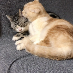 くろラブの画像