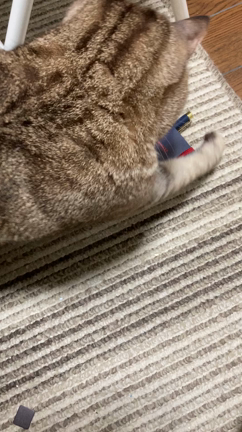 猫ちょいちょいと毎日スクワットの記事動画