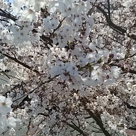 平成最後の桜の画像