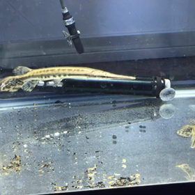 スポッテッドガー入荷しました！の画像