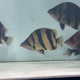 シャムタイガーキングショート納品！！の画像