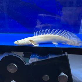 大阪のお客様に超高額 蜃気楼ショートご成約頂きました！の画像