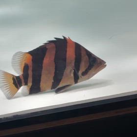 関東のお客様 ミリオン突破！！極上リアルバンドご成約！の画像