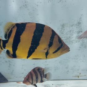 シャムタイガー販売魚！超極上クオリティ！豚系極太バンド！の画像