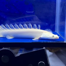 関東のお客様に超極上スーパーロングフィン蜃気楼ご成約！の画像