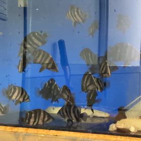 インドネシア便輸入しました！！の画像