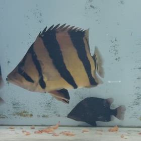 見れば見るほど惚れてまう！シャムタイガーキングショート！の画像