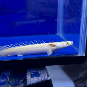 ハイクオリティでお買い得なプラチナエンドリケリーの画像