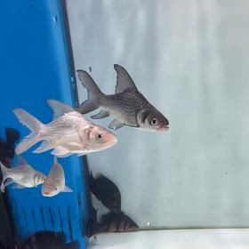 関東のお客様にパーカーホーショートご成約頂きましたの画像