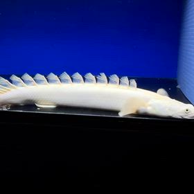 超ビッグサイズ 38cm蜃気楼ご成約頂きました！！の画像