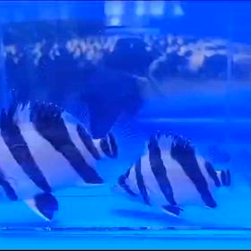 次回インドネシア便激アツ！！これが世界基準のダトニオ！！の画像