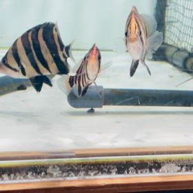 大阪のM様 ダトニオ3匹漢気買いありがとうございます！の画像