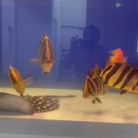 沖縄のスーパーマニアからも成長動画頂き ました！の画像