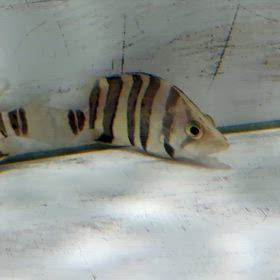 名古屋のお客様にダトニオおかわり頂きました！の画像