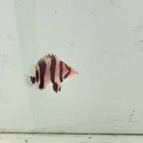 関東のお客様に極上リアルバンドご成約頂きました！の画像