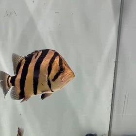 セミショートのハイボディシャムタイガー！！の画像