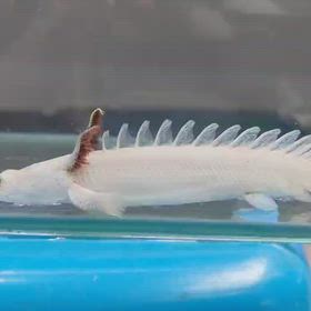 またまた超激レア魚GETしましたよ！！の画像