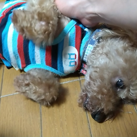 セルフヒーリングからのわんこヒーリングの画像