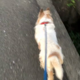 16歳♀犬ももちゃんの画像