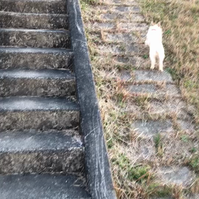膀胱がん 老衰犬♀16才ももちゃんの画像