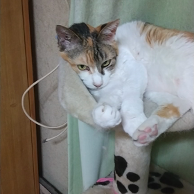 他の猫の画像