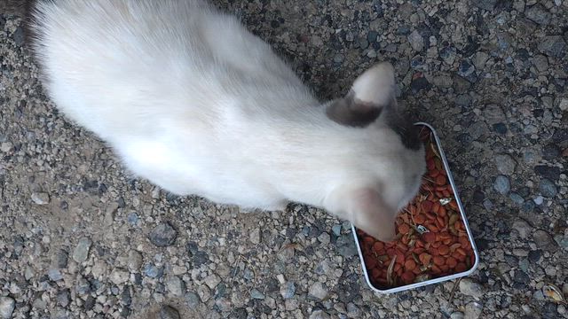 夢みたあとでの記事動画