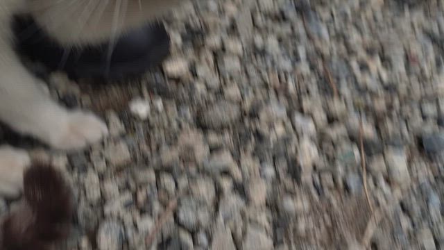 誰かのクラクションの記事動画