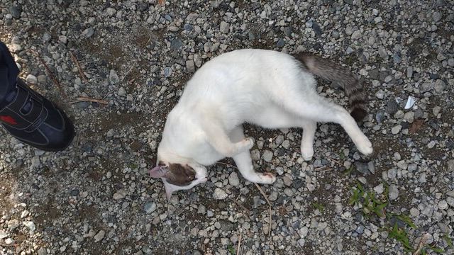 愛をしるまではの記事動画