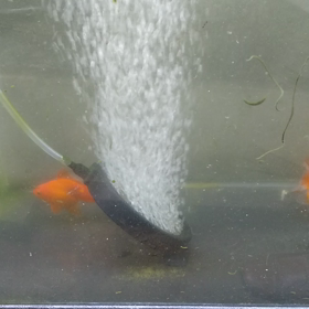 久々の金魚の画像