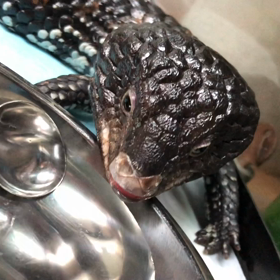 マツカサトカゲ  ペロペロ水飲みの画像