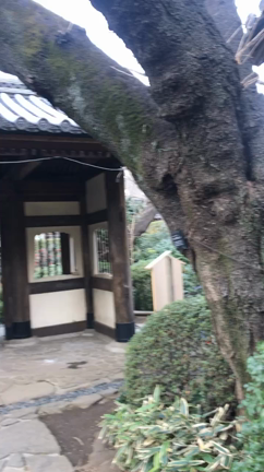 ほっこりタイムの記事動画