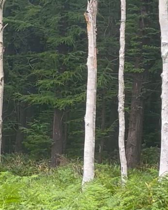 北海道で熊に遭遇。の記事動画