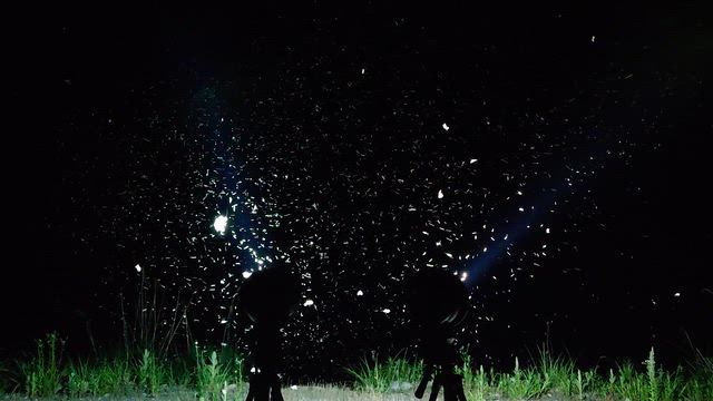 6月11日　わたくしも灯火採集への記事動画