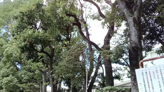 自宅療養最終日の記事動画