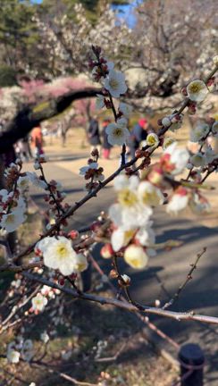 大倉山梅林公園♡の記事動画