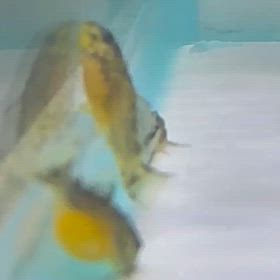 キンペコ稚魚の生存率に  ついての画像