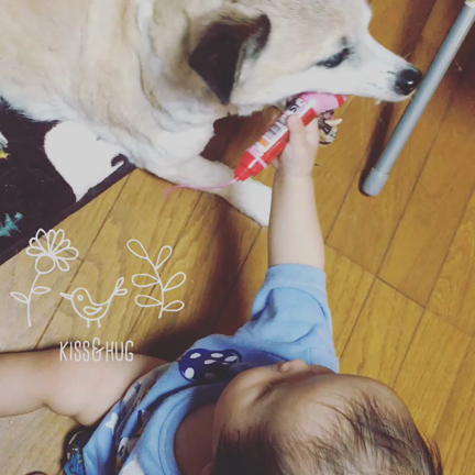 動物と過ごす時間。の記事動画