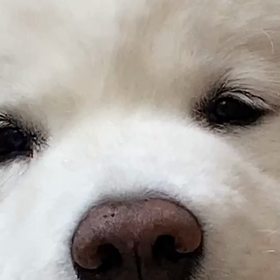 散歩に行きたいの画像