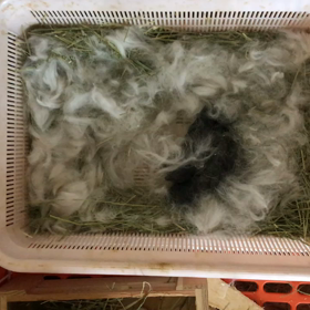 産まれたて！ウサギの赤ちゃん動画の画像