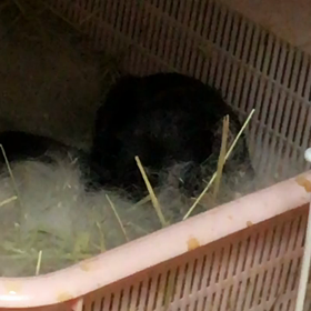 生後11日目(๑>◡<๑)ウサギの赤ちゃんの画像