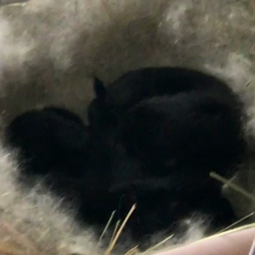 生後9日目(≧∀≦)ウサギの赤ちゃん動画の画像