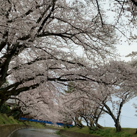 ９２０　サイクリング撮影　桜　⑧ ラストは動画の画像