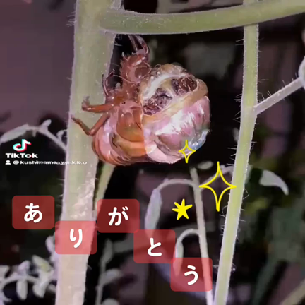 セミの命から学んだ事。の記事動画