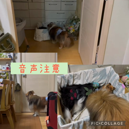 ZENは幸せ者です〜あれから1週間〜の記事動画
