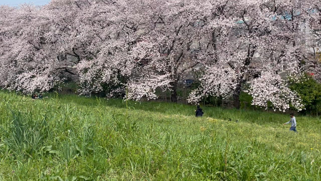 SAKU永眠　〜嘘だと言って！夢だと言って！もうどうなったのかわかりません！〜の記事動画