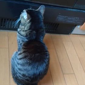 見守るあずの画像